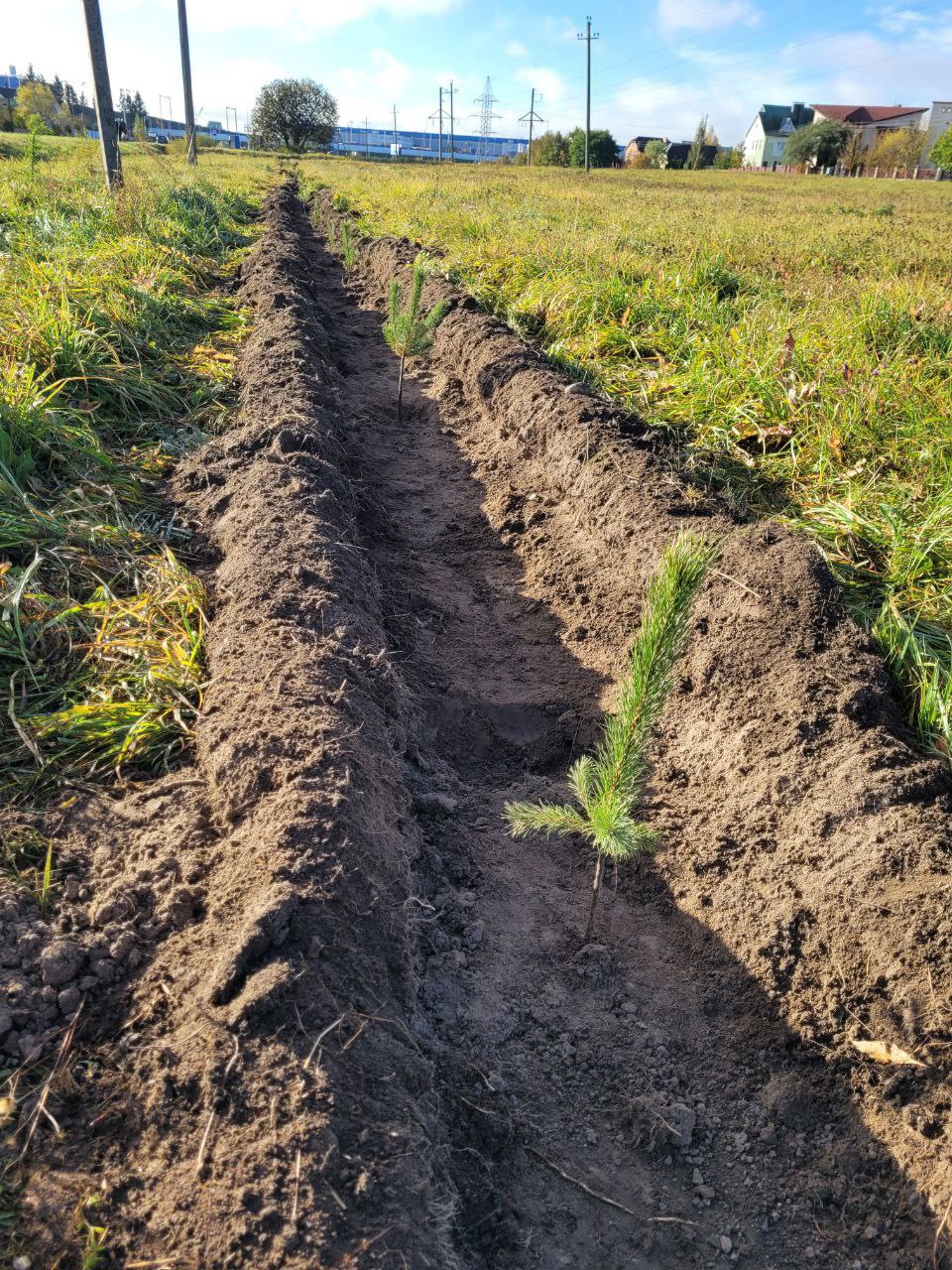 greening-campaign-2025